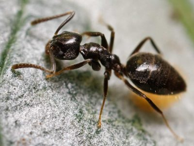 Ant Control near Surrey