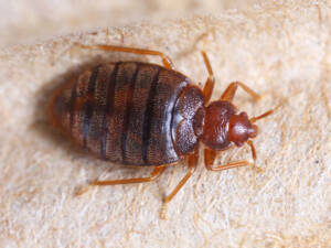Bed Bugs Control Bc