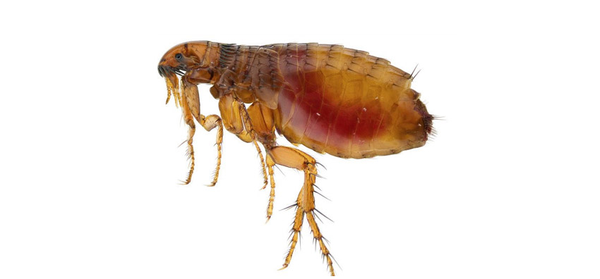 fleas control