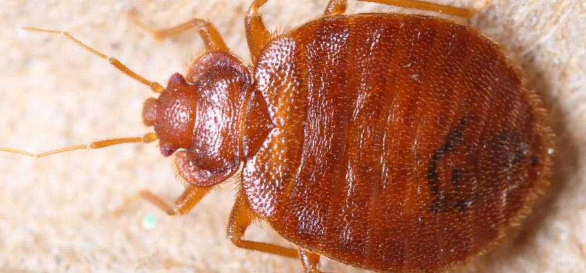 bed bugs removal