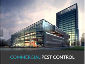 , Fleas Control Services