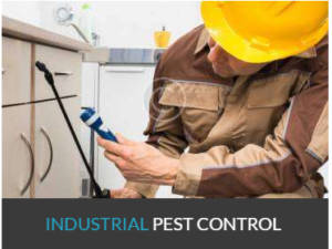 , Cockroaches Control Services