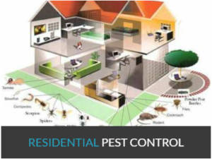 , Spider Removal Services