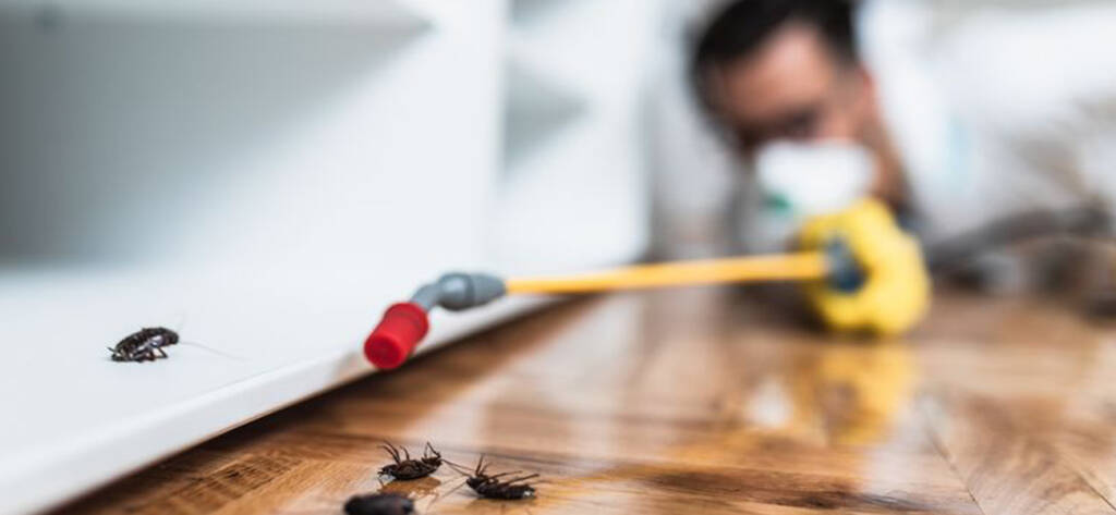 Pest Control Surrey, Home 1