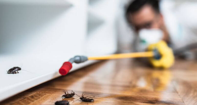 , Why Roaches in Your House? Effective Tips for the Removal of these Unwanted Guests