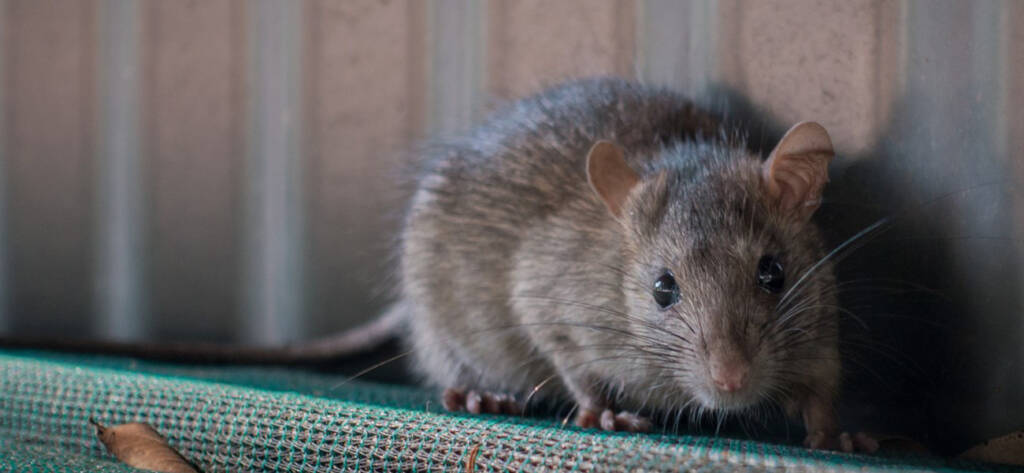 Pest Control Surrey, Home 1