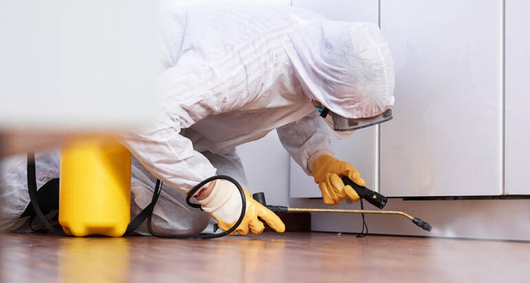 , Why Roaches in Your House? Effective Tips for the Removal of these Unwanted Guests