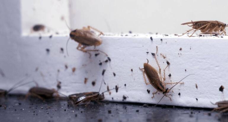 , Why Roaches in Your House? Effective Tips for the Removal of these Unwanted Guests