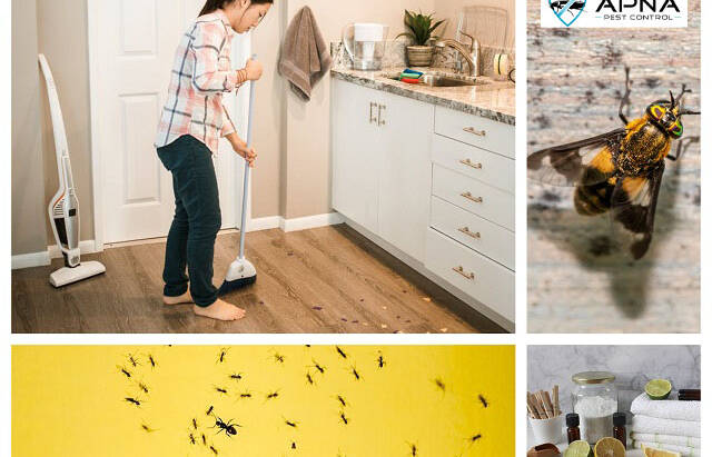 , Why Roaches in Your House? Effective Tips for the Removal of these Unwanted Guests
