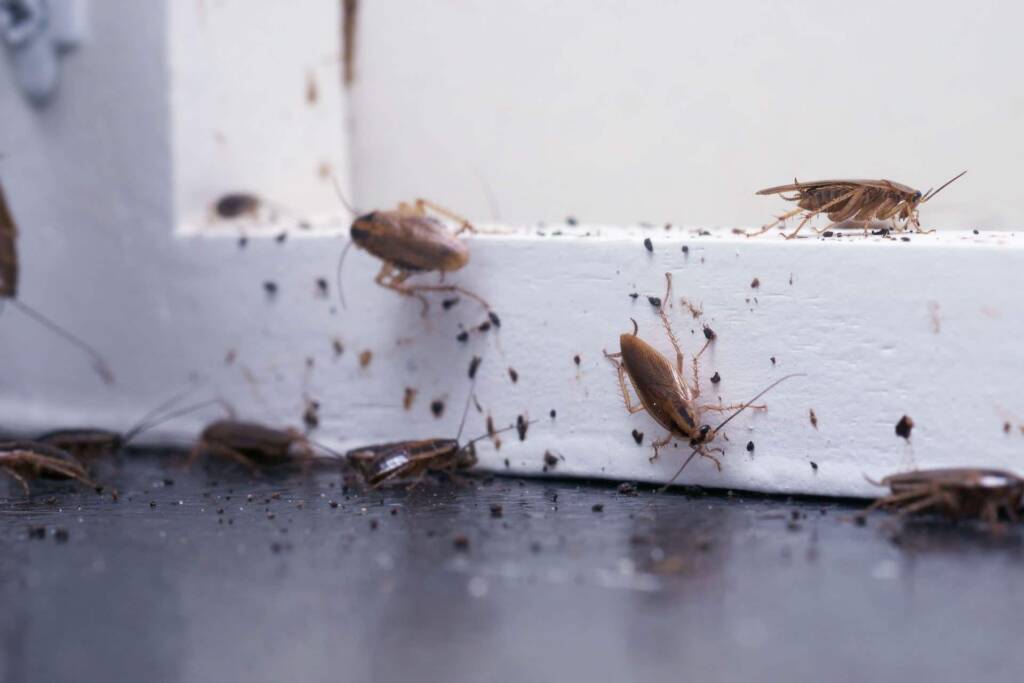 Pest Control Abbotsford, Pest control Abbotsford
