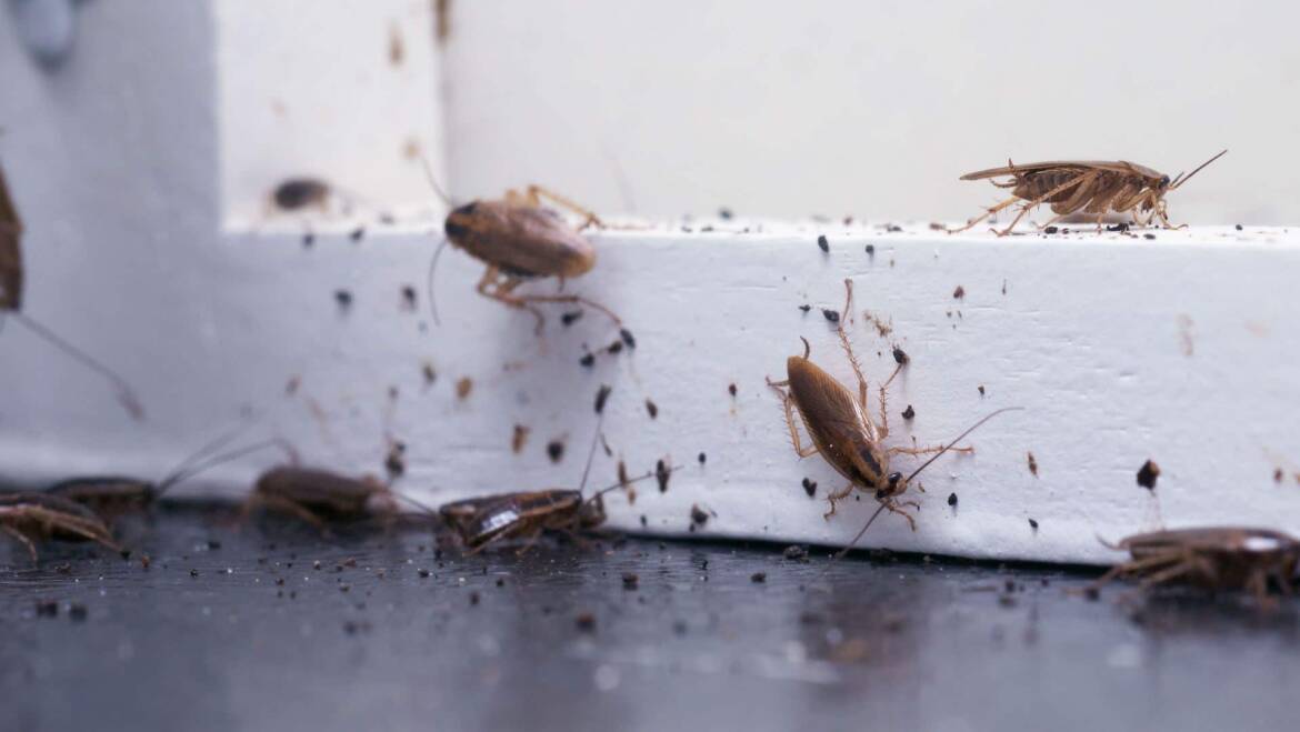 , 10 Early Signs You Have a Pest Problem