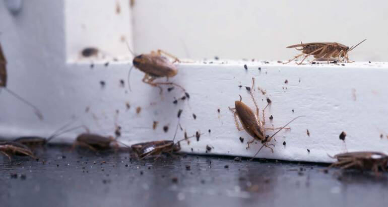 10 Early Signs You Have a Pest Problem