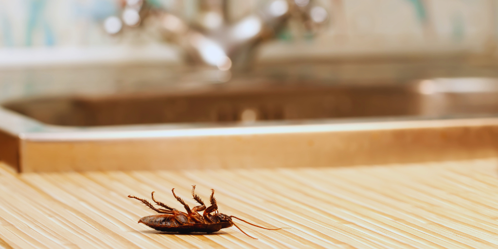 Pest Control Surrey, Home 1