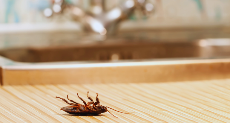 , Why Roaches in Your House? Effective Tips for the Removal of these Unwanted Guests