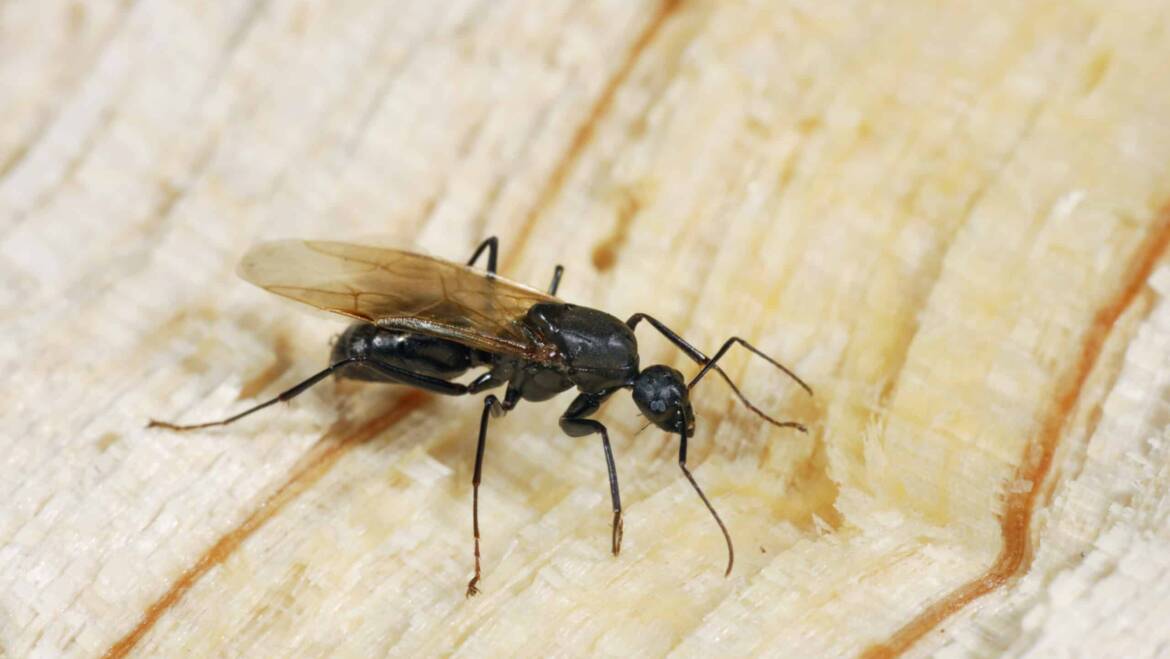 , A Closer Look at How Carpenter Ants Can Damage Your Property