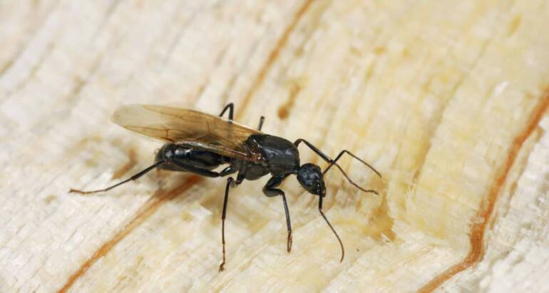 A Closer Look at How Carpenter Ants Can Damage Your Property
