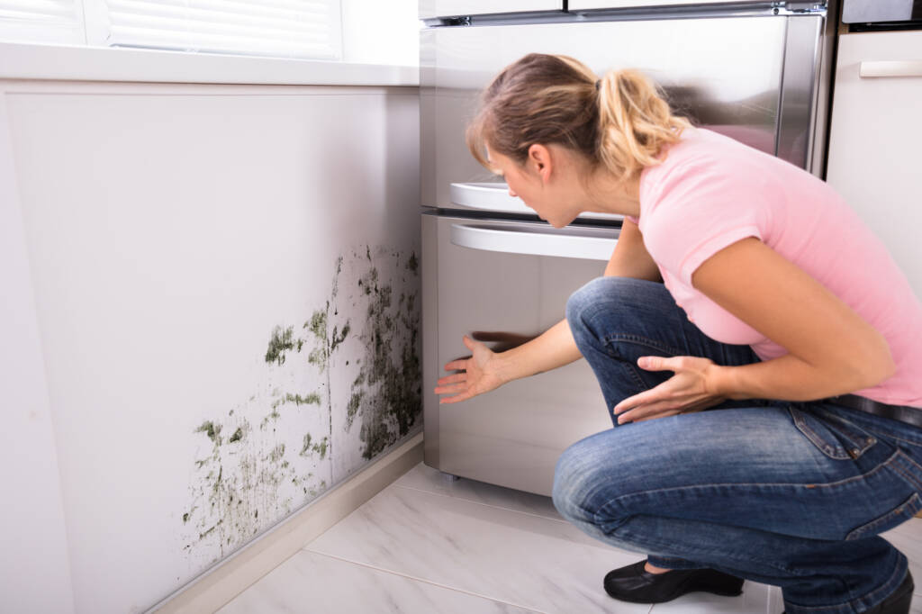 Pest Control Surrey, Home 1