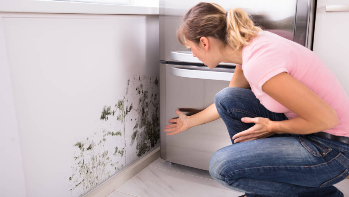 How Moisture and Leaks Can Lead to Pest Problems in Your Home 
