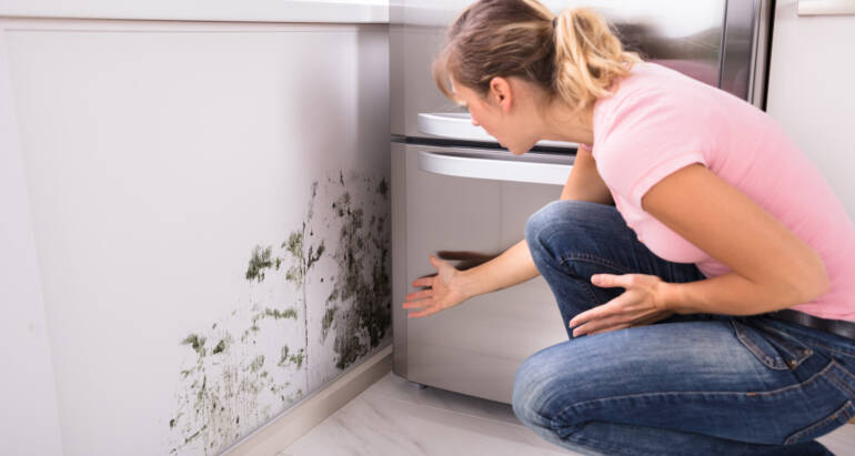 How Moisture and Leaks Can Lead to Pest Problems in Your Home 